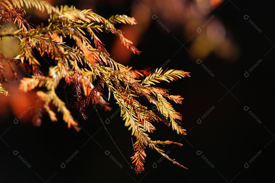 Folhas da árvore em uma tarde de outono.