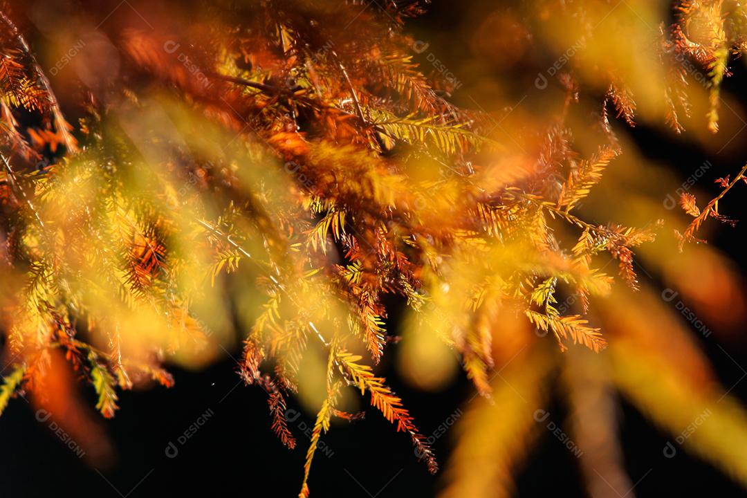 Folhas da árvore em uma tarde de outono.