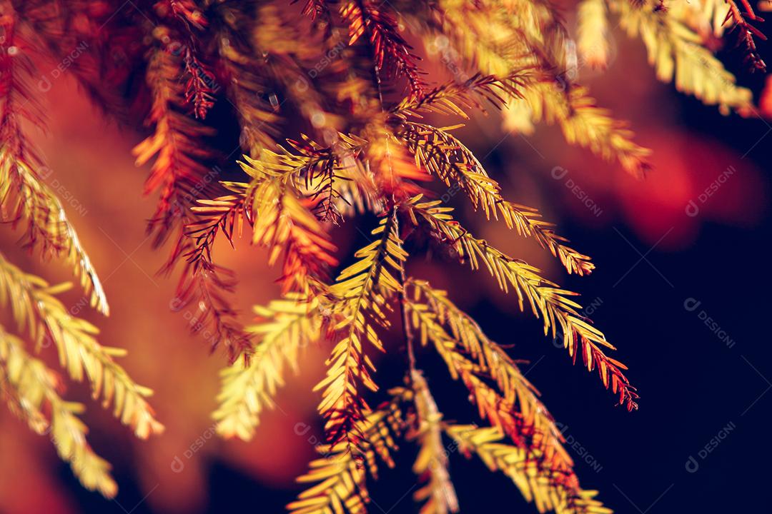 Folhas da árvore em uma tarde de outono.