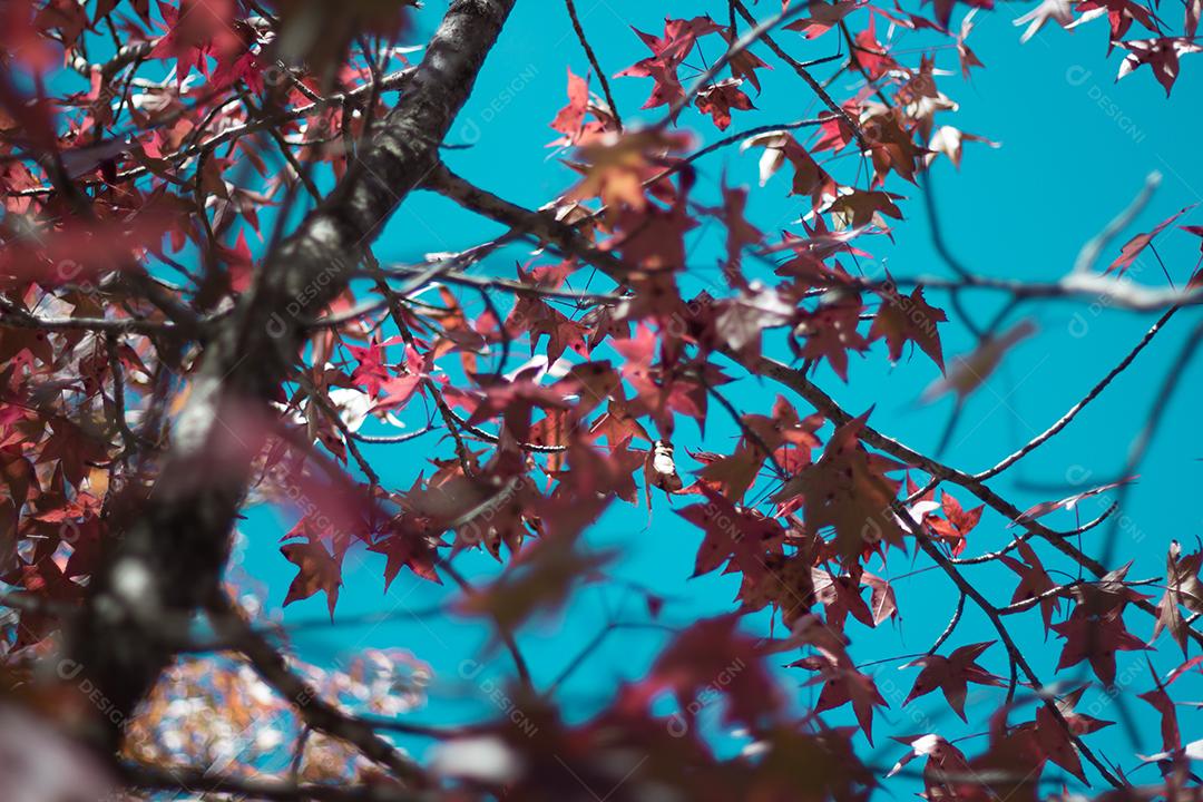 árvore com folhas vermelhas e amarelas contra o céu azul no outono.