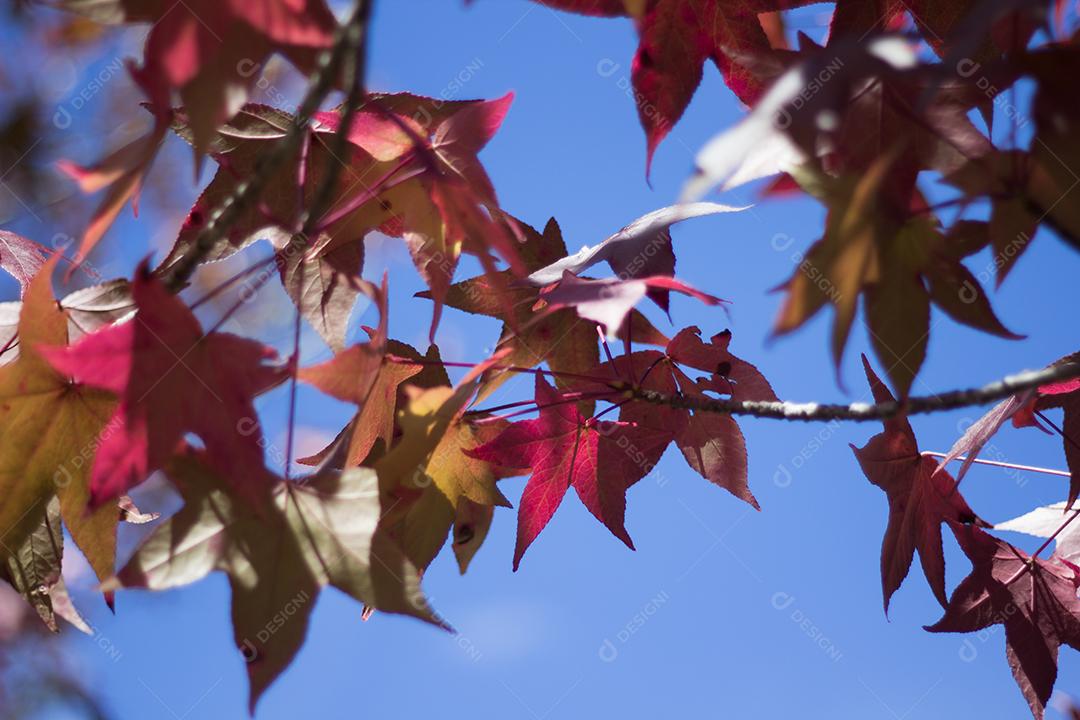 árvore com folhas vermelhas e amarelas contra o céu azul no outono.