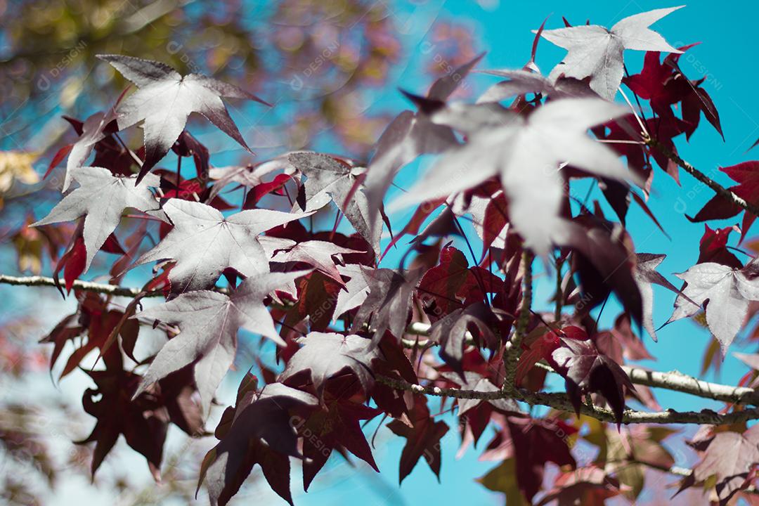 árvore com folhas vermelhas e amarelas contra o céu azul no outono.
