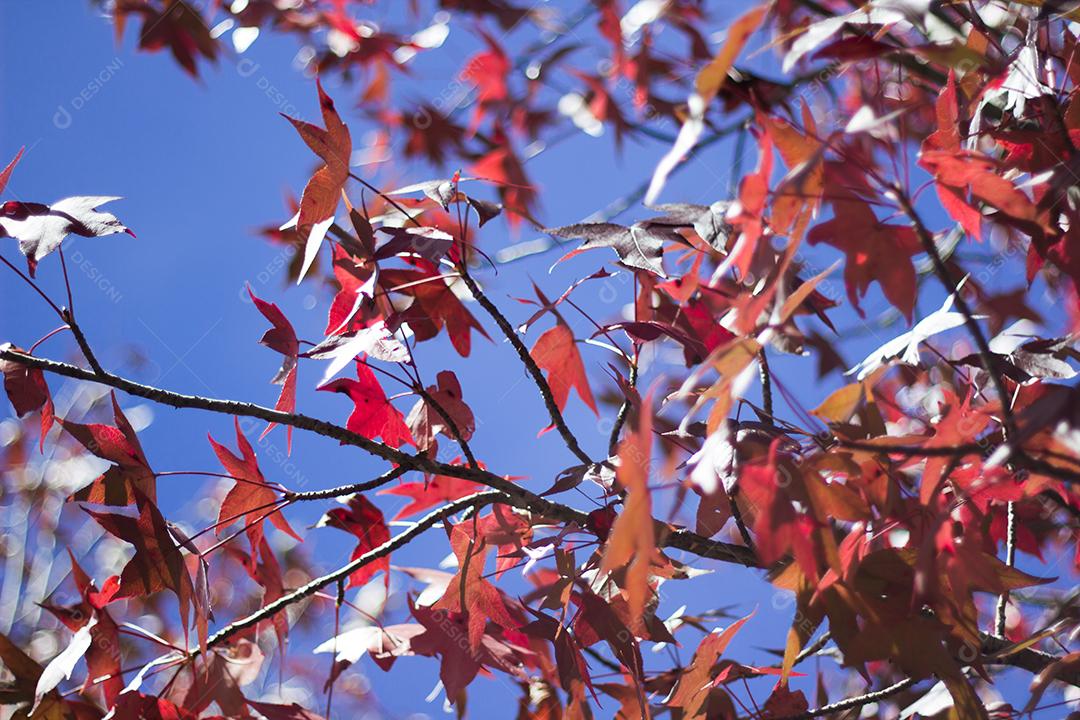 árvore com folhas vermelhas e amarelas contra o céu azul no outono.