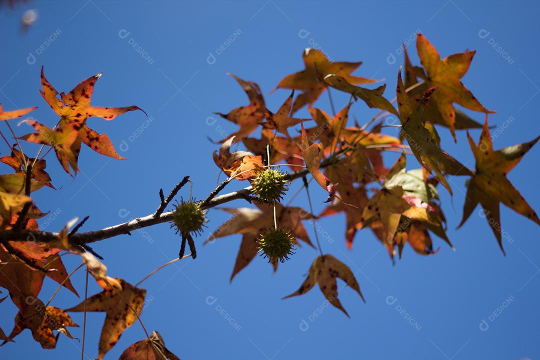 árvore com folhas vermelhas e amarelas contra o céu azul no outono.