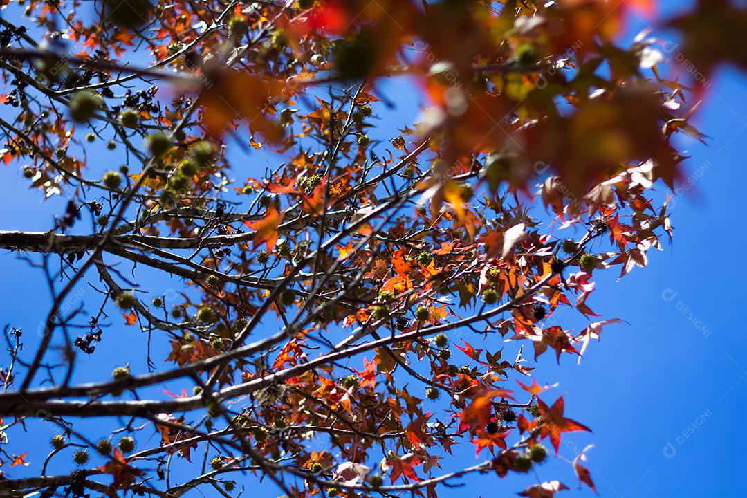 árvore com folhas vermelhas e amarelas contra o céu azul no outono.
