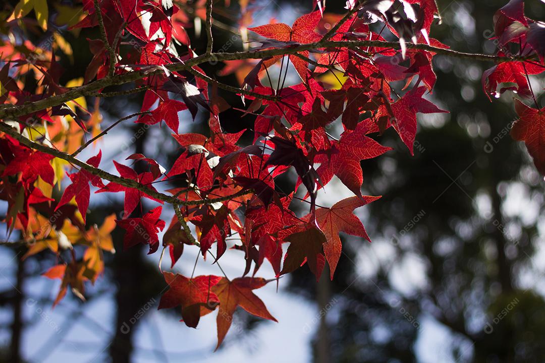 Dia de domingo na tarde de outono com céu lindo e folhas vermelhas e amarelas.