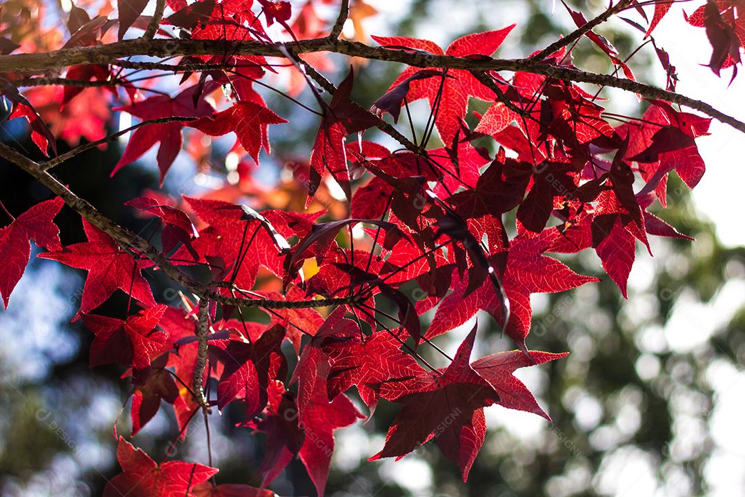 Dia de domingo na tarde de outono com céu lindo e folhas vermelhas e amarelas.