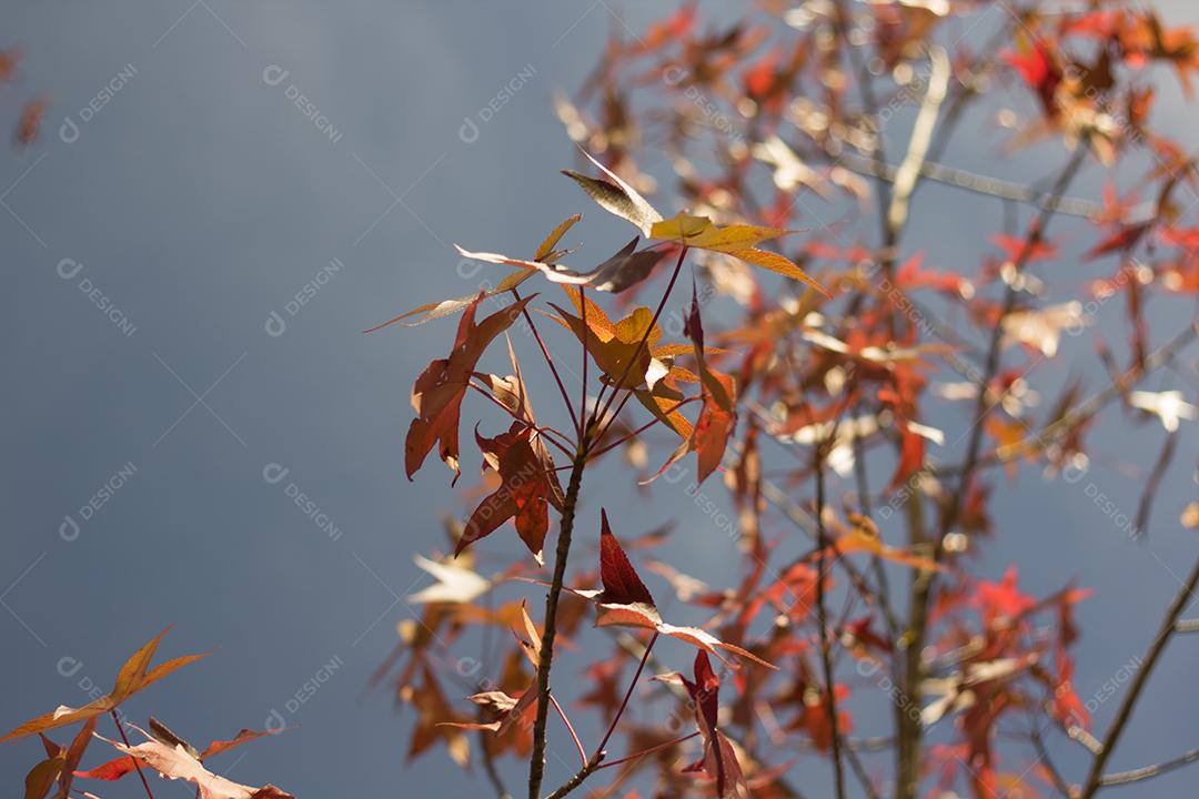 árvore com folhas vermelhas e amarelas contra o céu azul no outono.