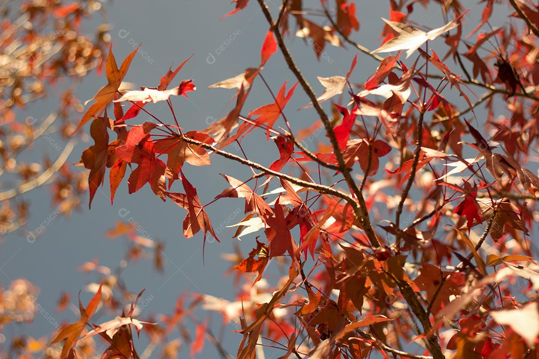 árvore com folhas vermelhas e amarelas contra o céu azul no outono.