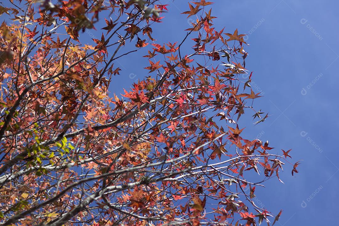 árvore com folhas vermelhas e amarelas contra o céu azul no outono.