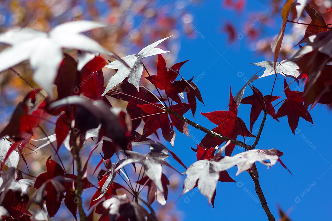 árvore com folhas vermelhas e amarelas contra o céu azul no outono.