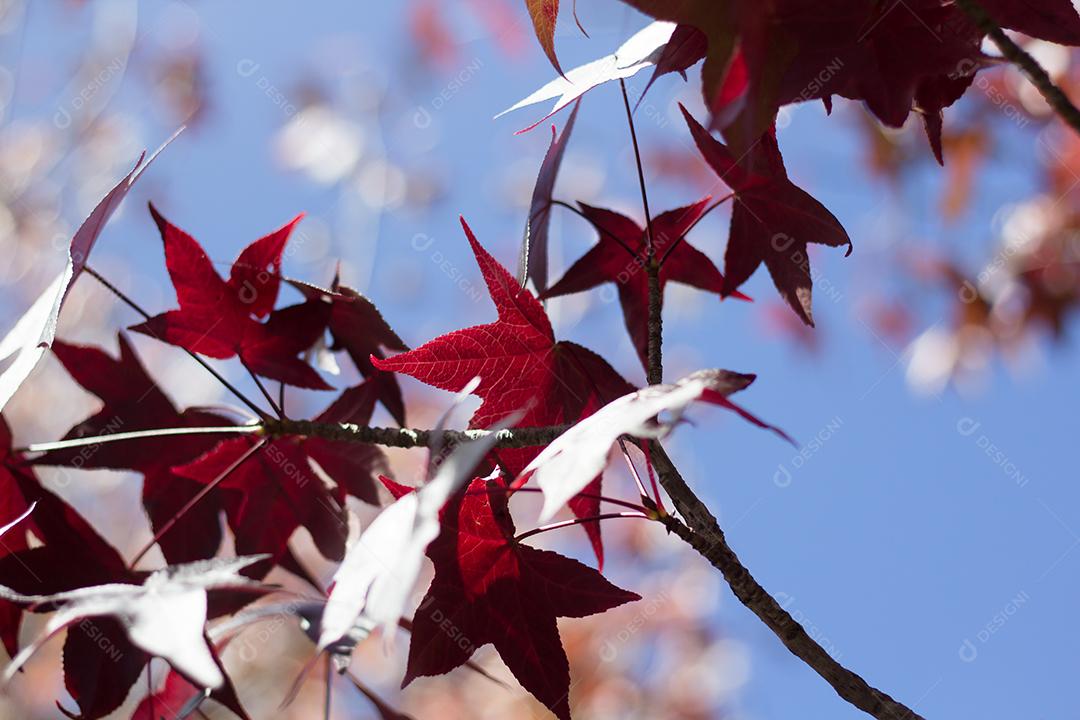árvore com folhas vermelhas e amarelas contra o céu azul no outono.