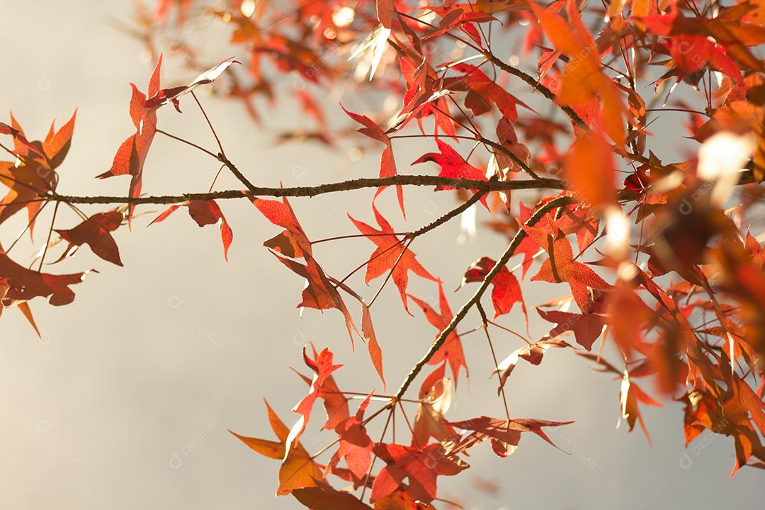 árvore com folhas vermelhas e amarelas contra o céu azul no outono.