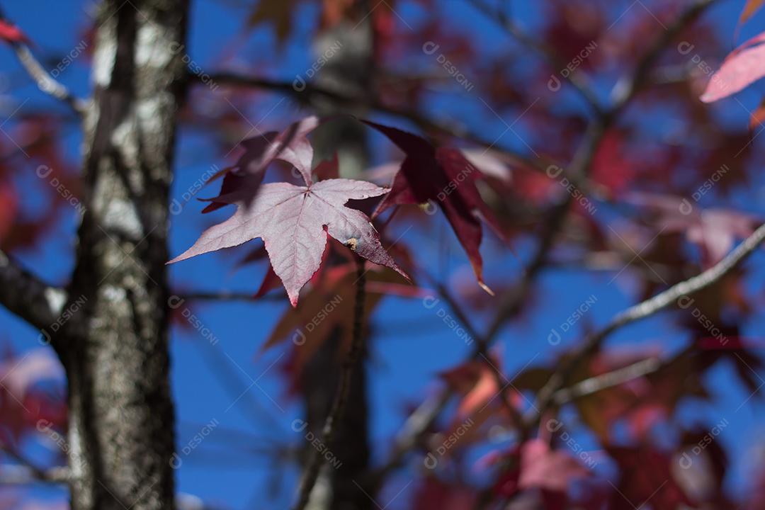 árvore com folhas vermelhas e amarelas contra o céu azul no outono.