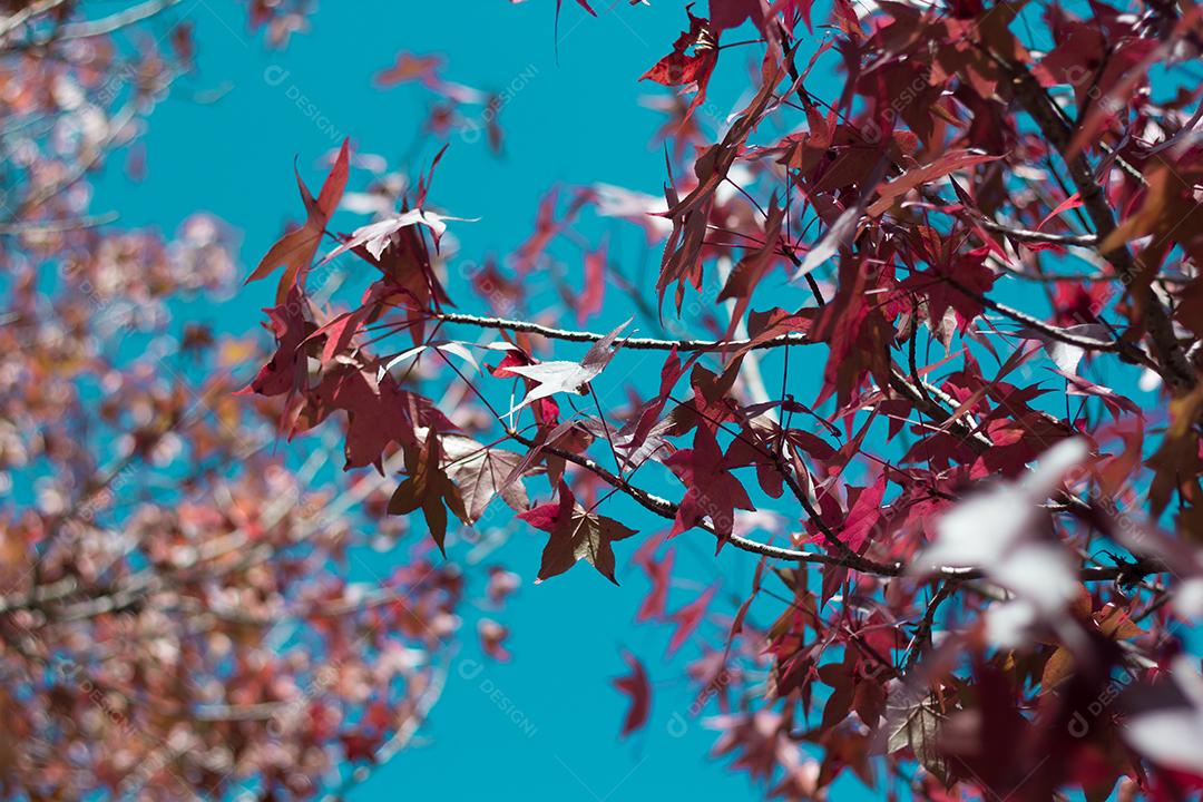 árvore com folhas vermelhas e amarelas contra o céu azul no outono.