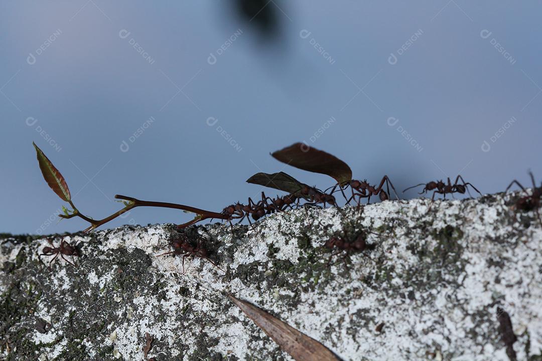 Formigas cortadoras de folhas, carregando folha, fundo preto e azul.