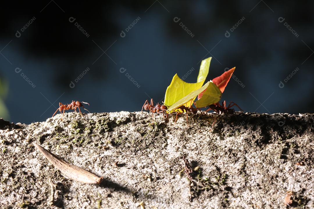 Formigas cortadoras de folhas, carregando folha, fundo preto e azul.
