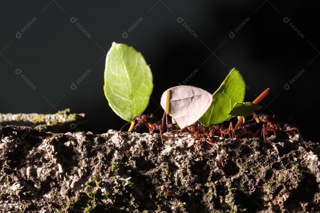 Formigas cortadoras de folhas, carregando folha, fundo preto e azul.
