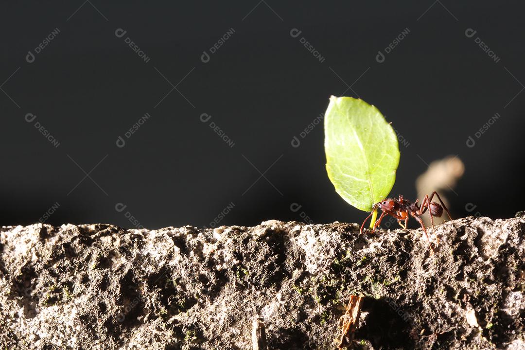 Formigas cortadoras de folhas, carregando folha, fundo preto