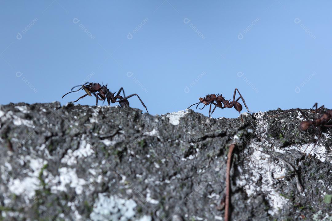 Formigas cortadoras de folhas, carregando folha, fundo preto
