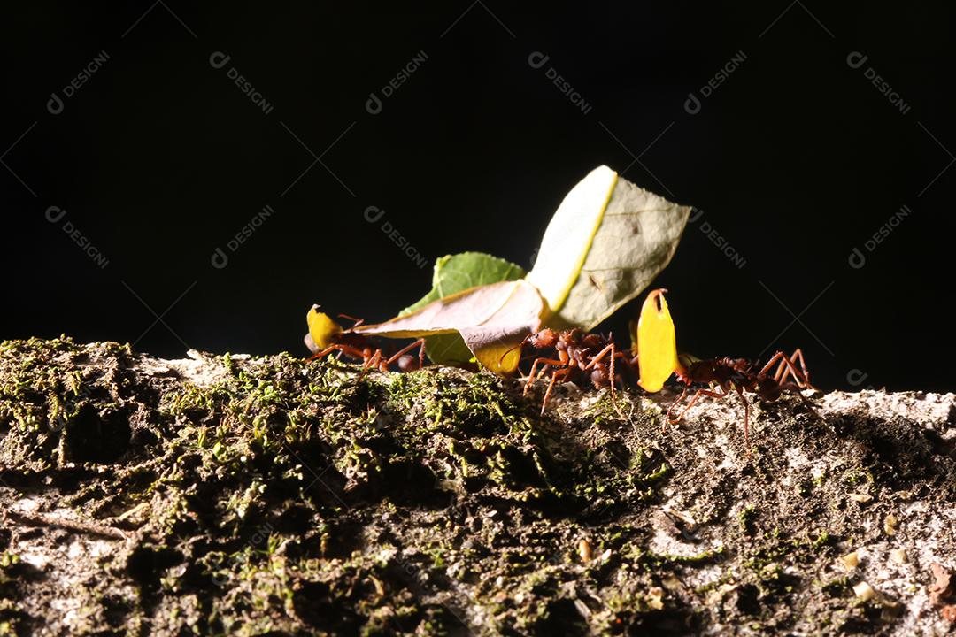 Formigas cortadoras de folhas, carregando folha, fundo preto e azul.