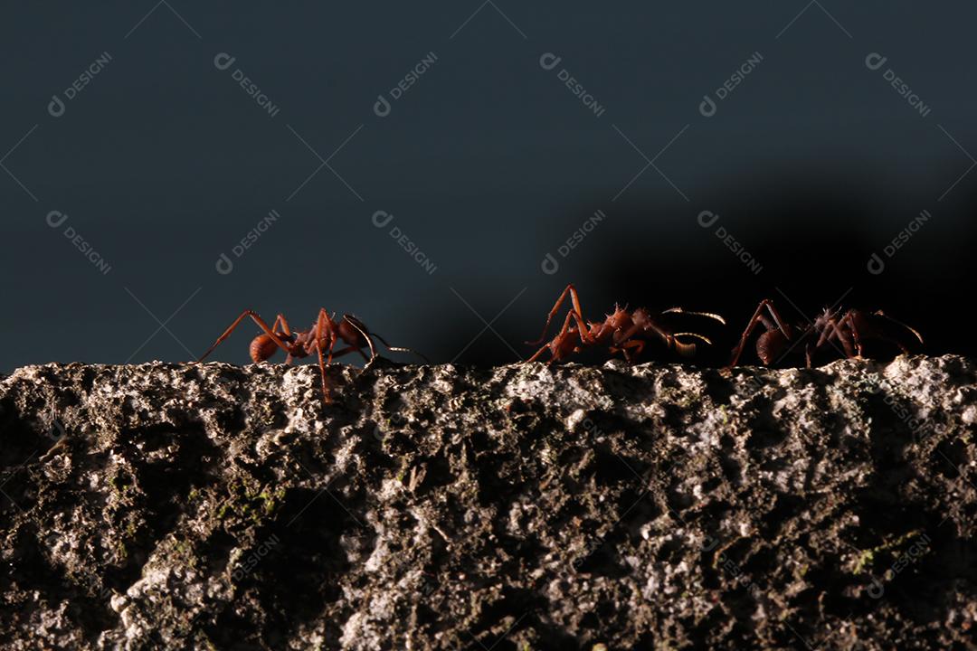 Formigas cortadoras de folhas, carregando folha, fundo preto e azul.