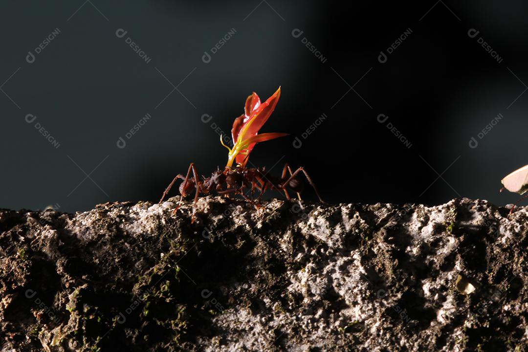 Formigas cortadoras de folhas, carregando folha, fundo preto e azul.
