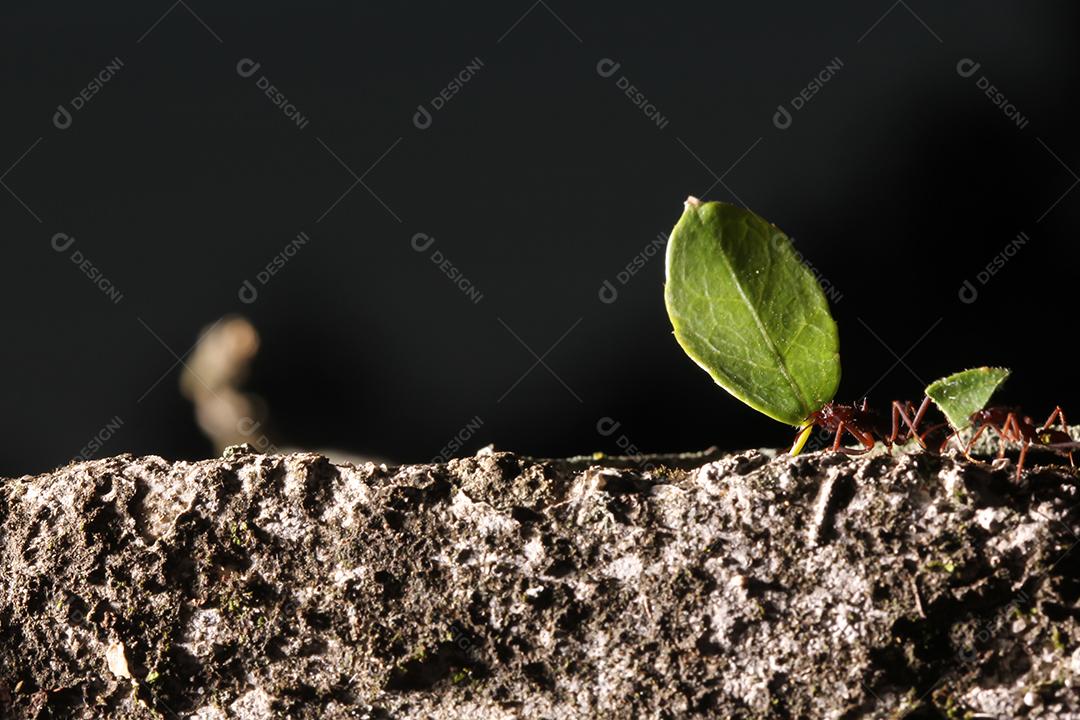 Formigas cortadoras de folhas, carregando folha, fundo preto