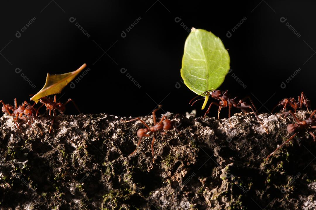 Formigas cortadoras de folhas, carregando folha, fundo preto