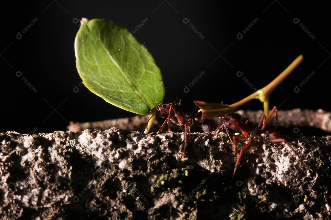 Formigas cortadoras de folhas, carregando folha, fundo preto