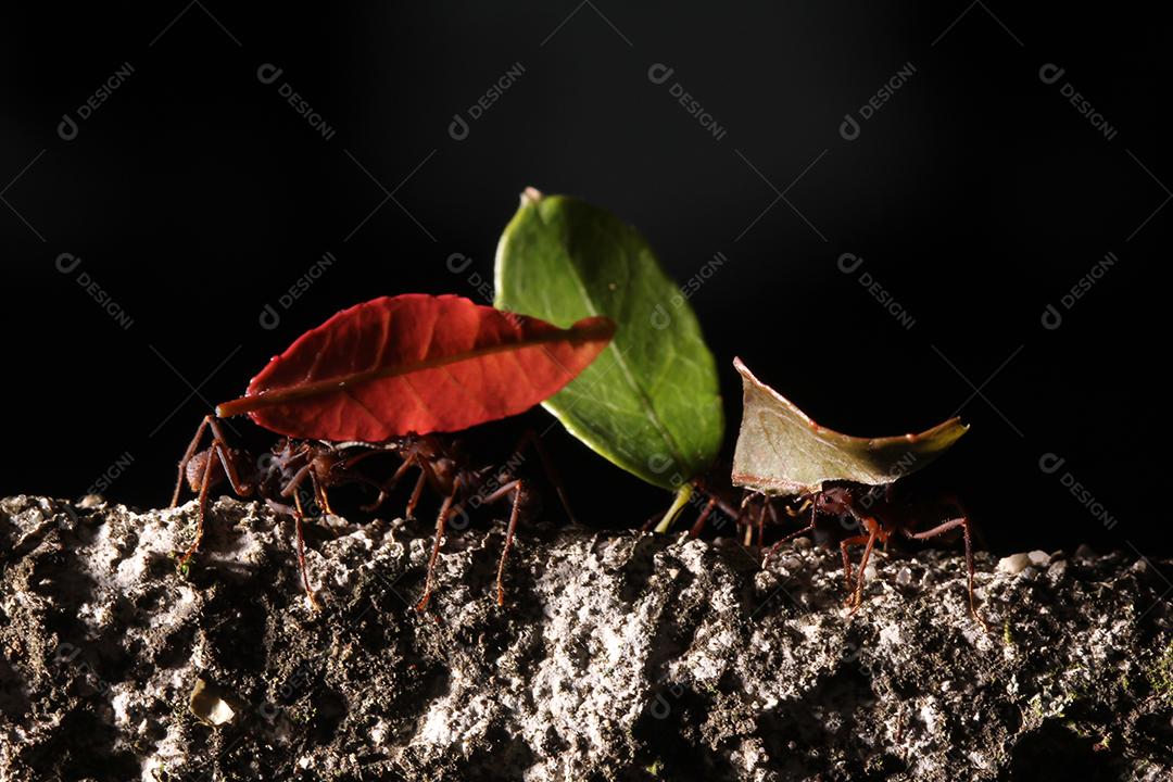 Formigas cortadoras de folhas, carregando folha, fundo preto