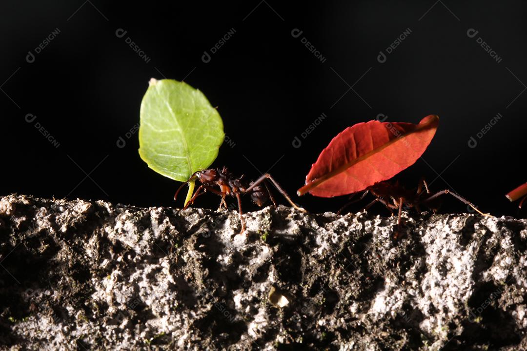 Formigas cortadoras de folhas, carregando folha, fundo preto