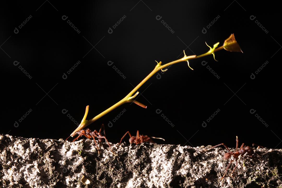 Formigas cortadoras de folhas, carregando folha, fundo preto