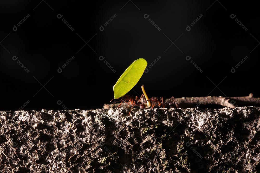 Formigas cortadoras de folhas, carregando folha, fundo preto