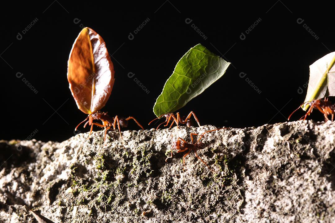 Formigas cortadoras de folhas, carregando folha, fundo preto