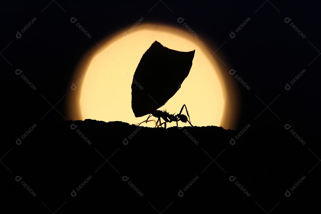 formiga carregando folhas ao pôr do sol.