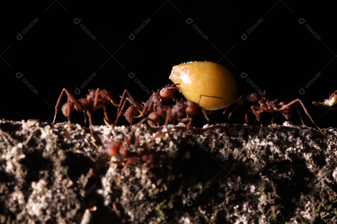 Formigas cortadoras de folhas, carregando folha, fundo preto e azul.