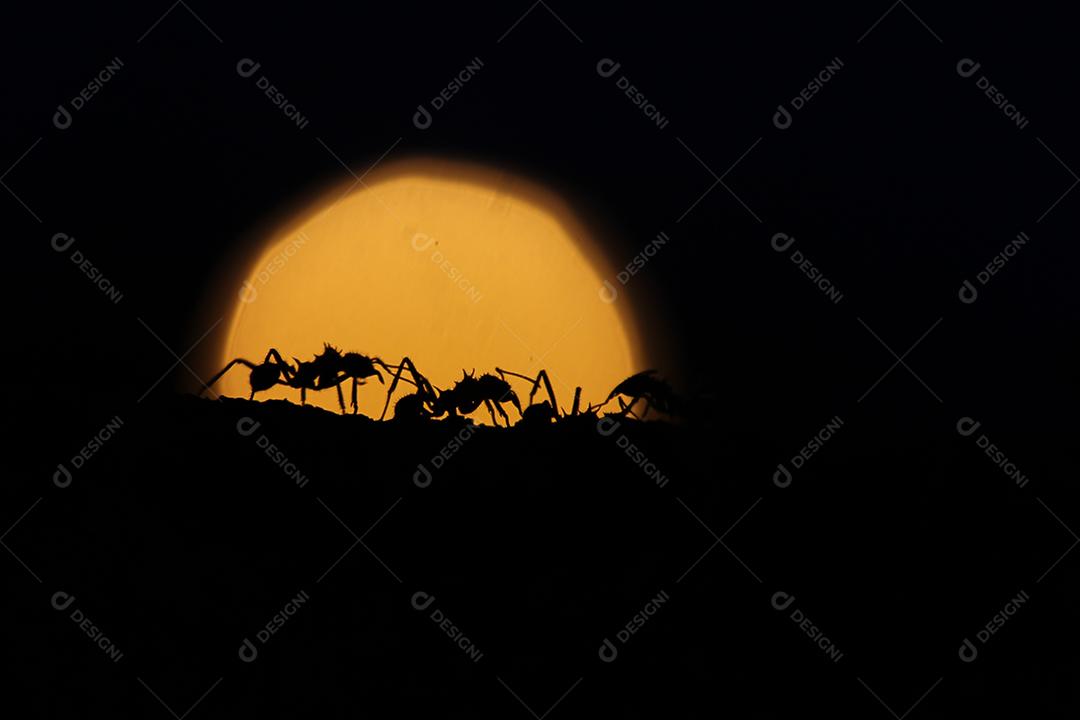 formiga carregando folhas ao pôr do sol.