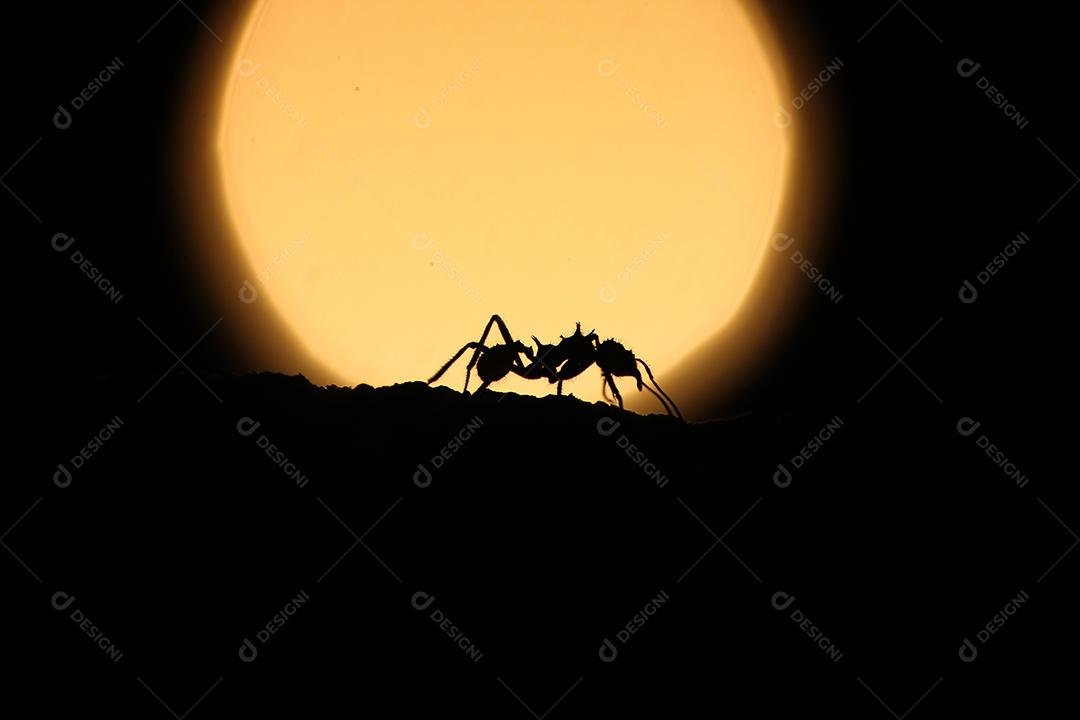 formiga carregando folhas ao pôr do sol.