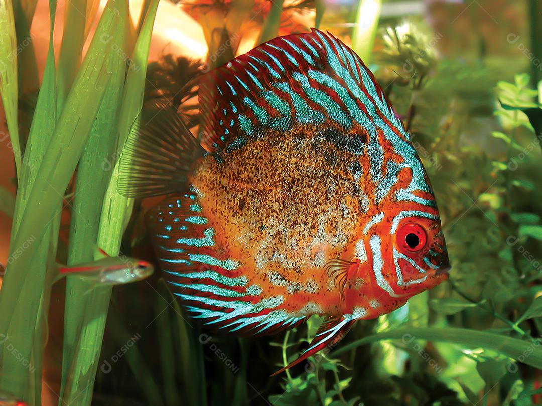 Peixes ornamentais em aquário tropical sobre fundo verde.