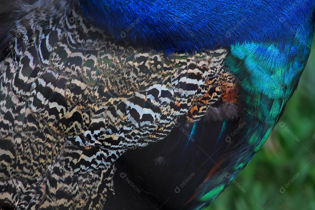 Detalhe das penas de um pavão.