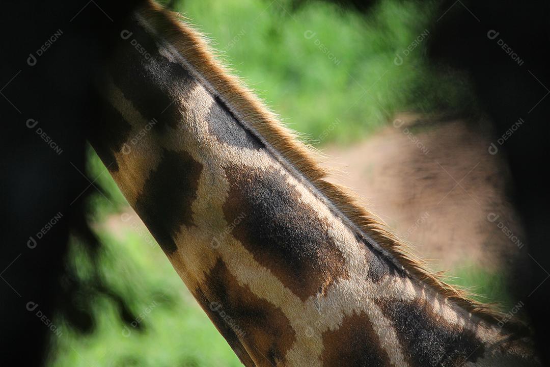 detalhe do pescoço da girafa no zoológico.
