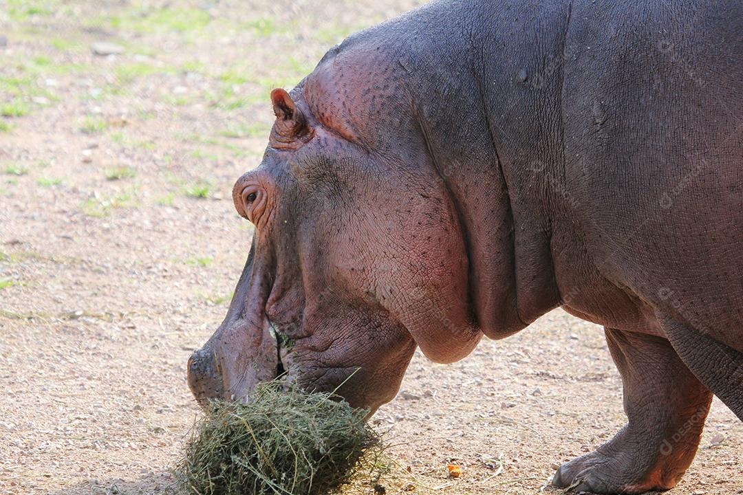 hipopótamo na alimentação do zoológico.