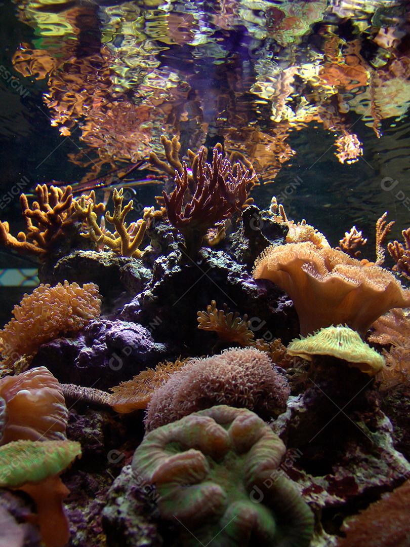 Fundo do mar do aquário marinho com corais.