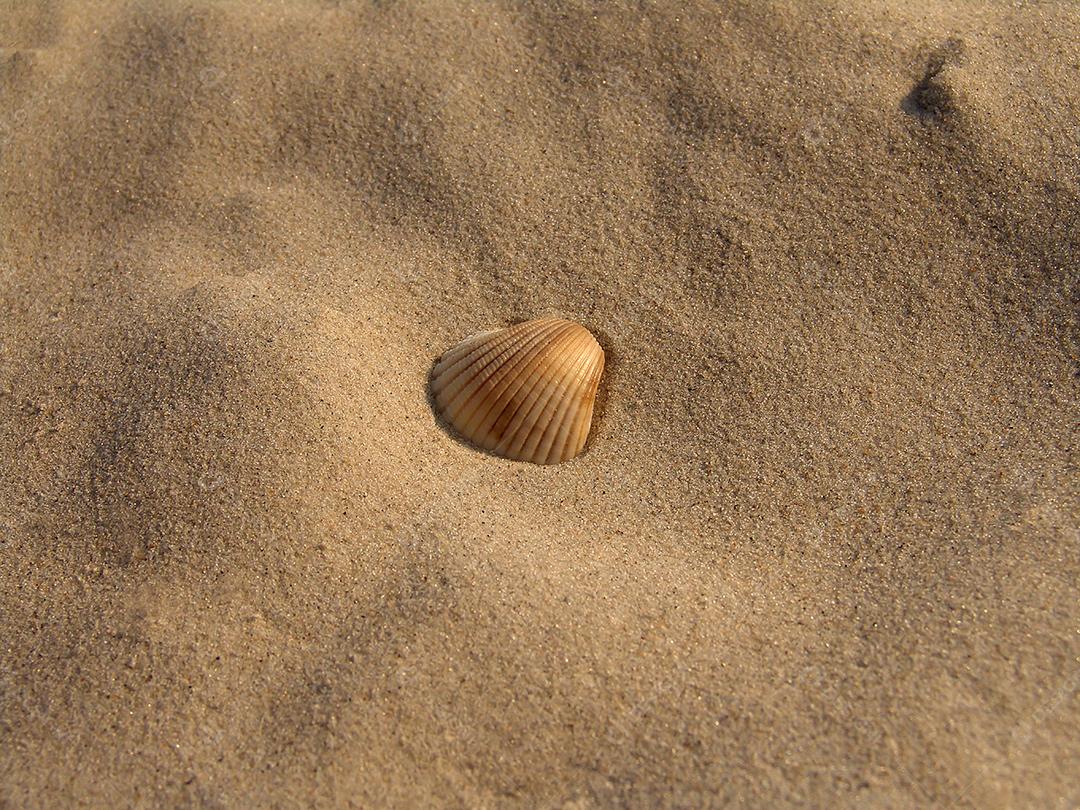 concha na areia da praia.
