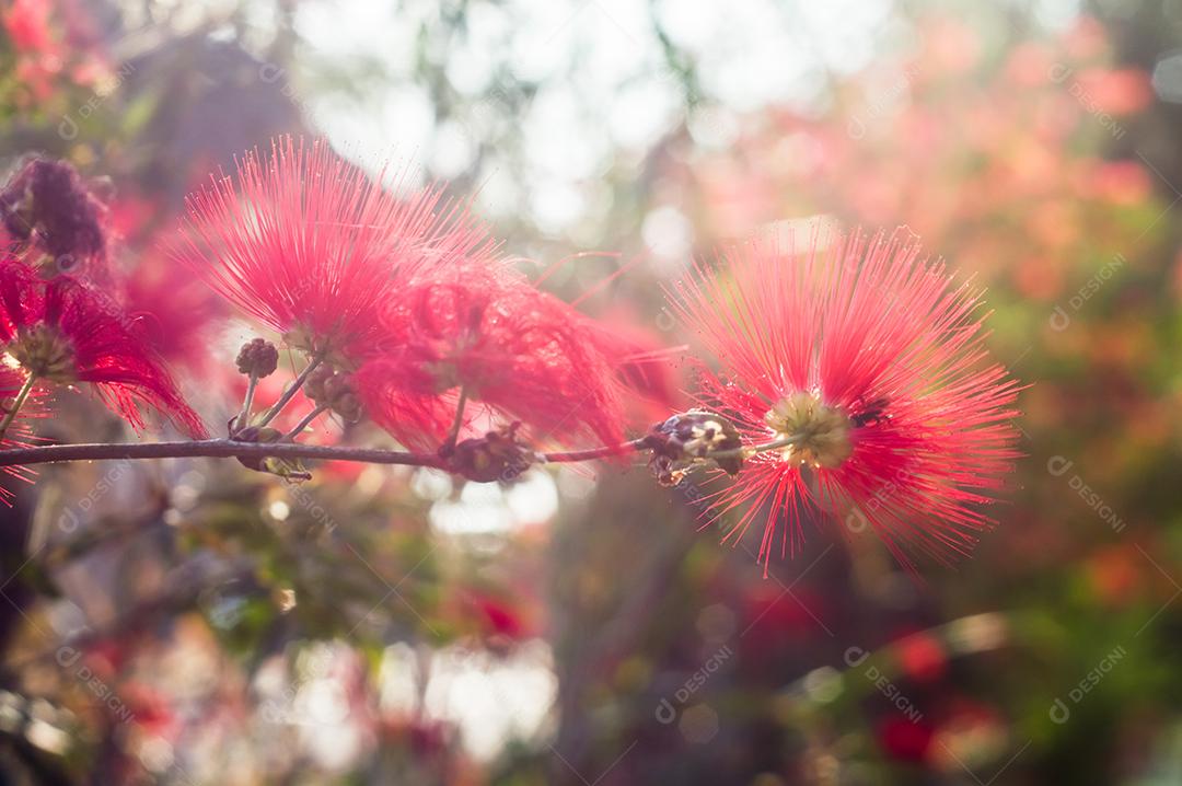 flores vermelhas em uma árvore, luz do dia e fundo desfocado, foto abstrata
