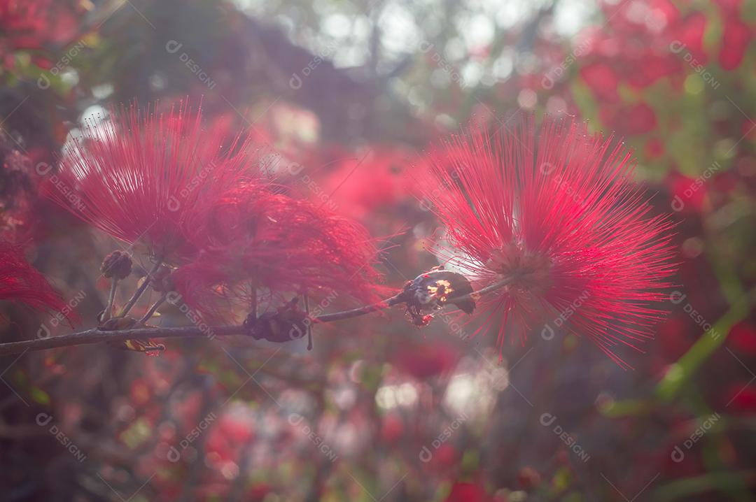 flores vermelhas em uma árvore, luz do dia e fundo desfocado, foto abstrata