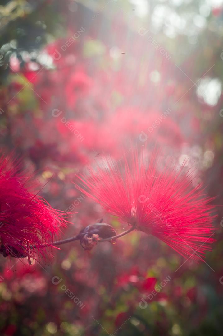 flores vermelhas em uma árvore, luz do dia e fundo desfocado, foto abstrata