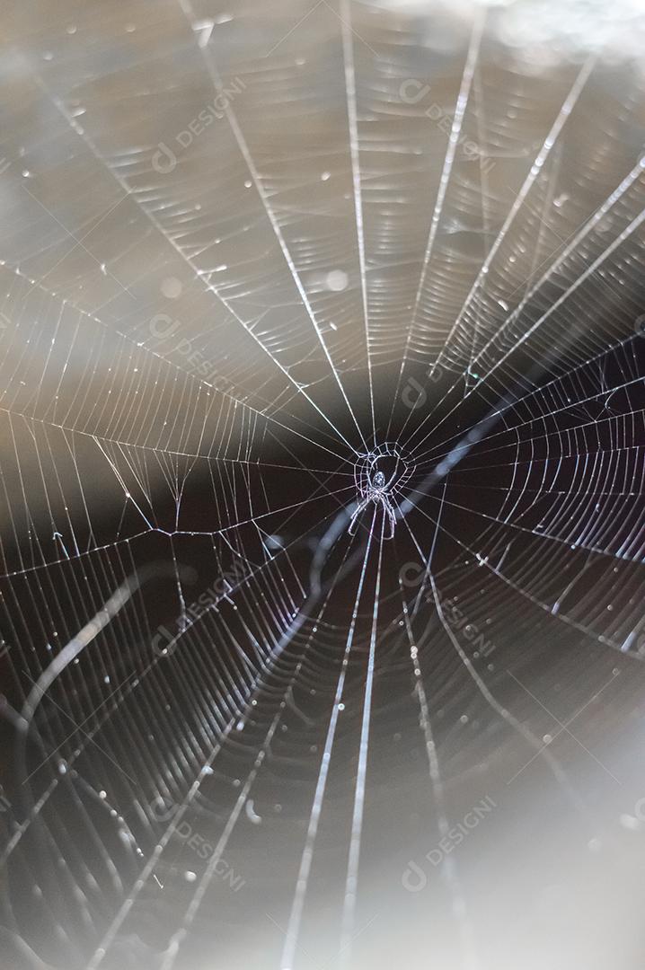 Telha de aranha sobre fundo desfocado