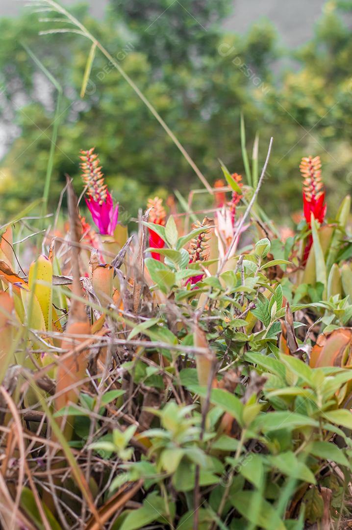 Vista de mato sobre fundo desfocado
